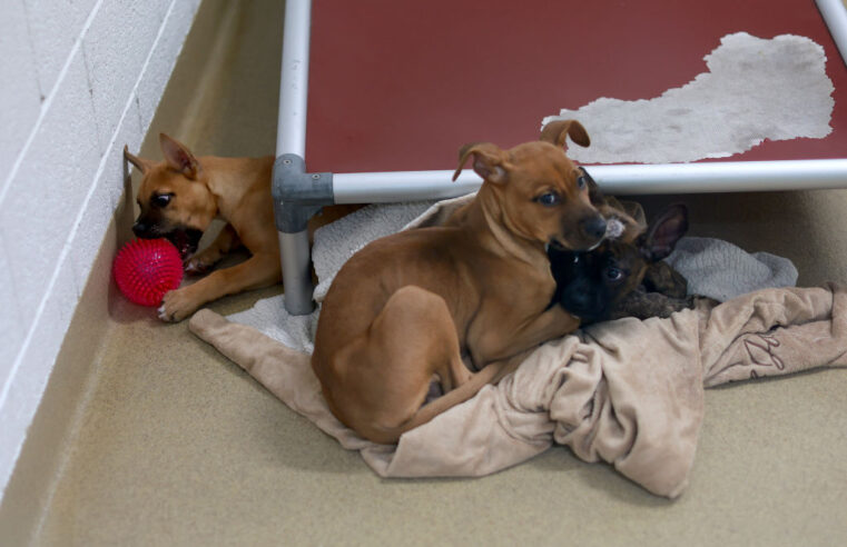 Surge in Unwanted Dogs Fuels ‘Crisis’ Across U.S. Animal Shelters
