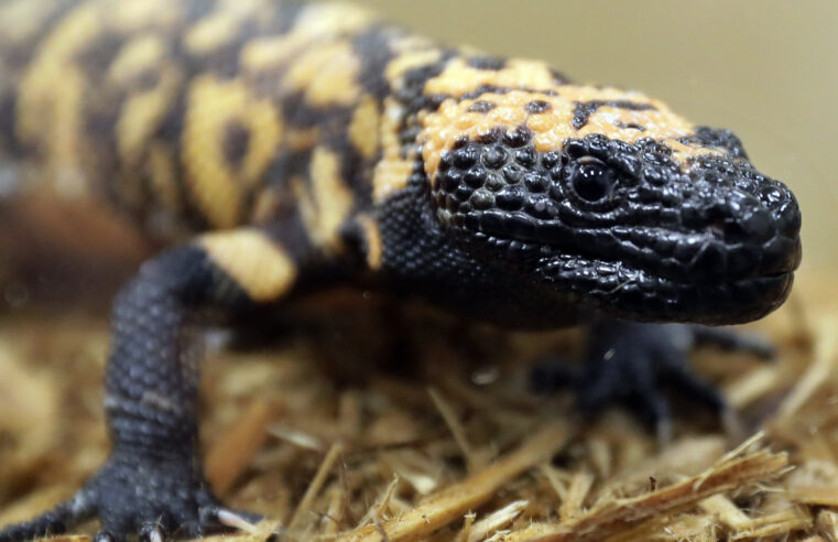 A Colorado man is dead after a pet Gila monster bite