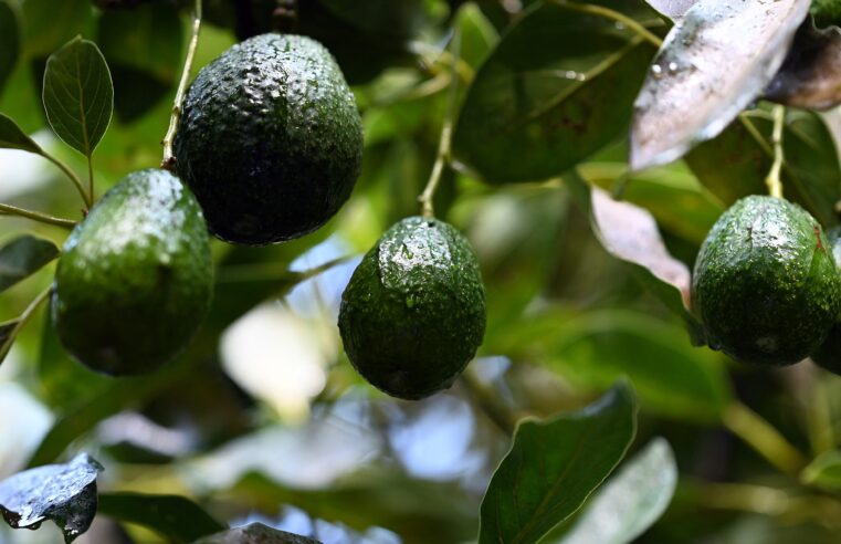 Why Trump’s tariffs on Mexico would mean higher avocado prices at the grocery store