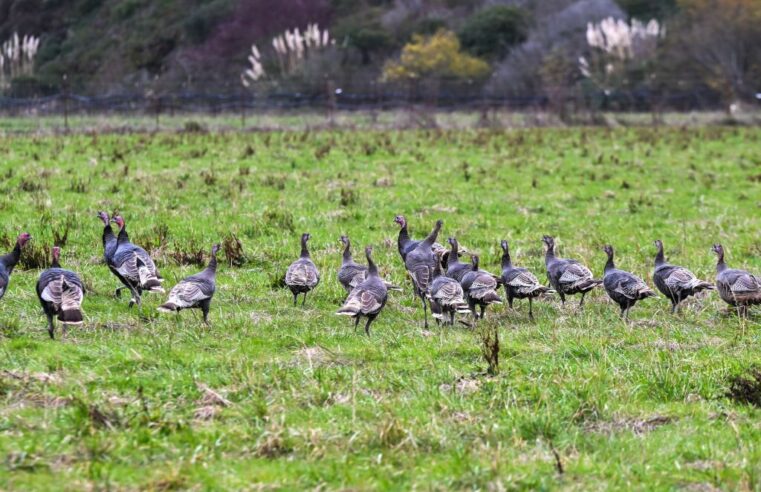 Bird flu Q&A: What to know to help protect yourself and your pets