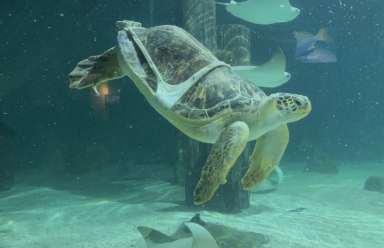 A sea turtle plagued by ‘bubble butt’ condition is helped by a 3D printer