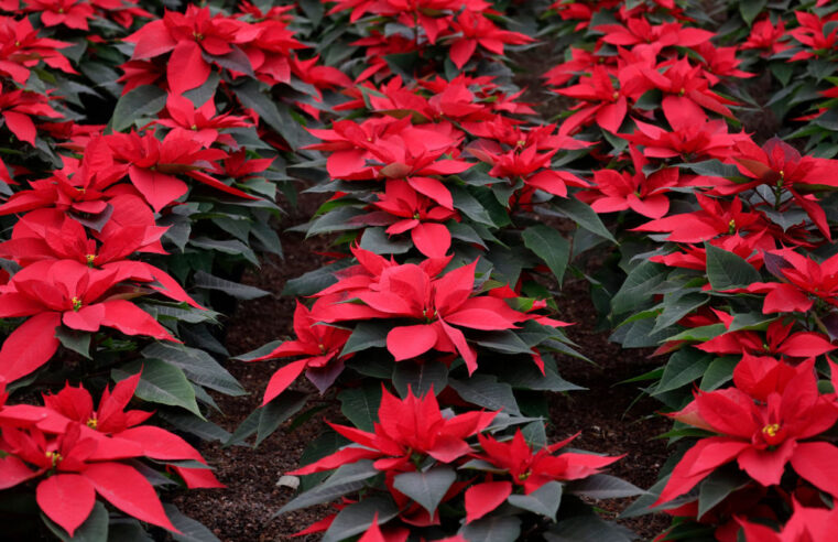 How the Poinsettia Became a Symbol of Christmas
