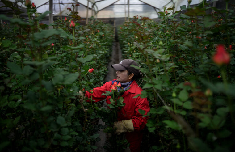 The Truth Behind Your Valentine’s Day Flowers