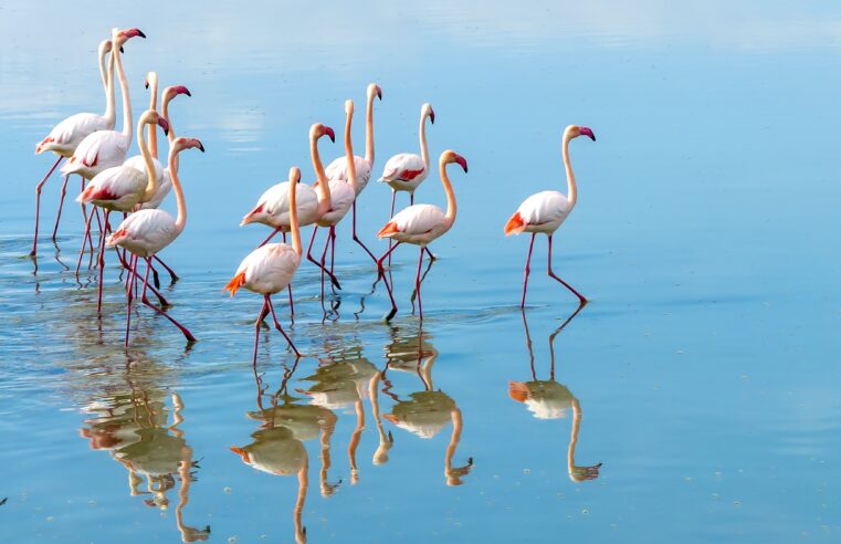 Scientists have figured out why flamingos are such weird eaters