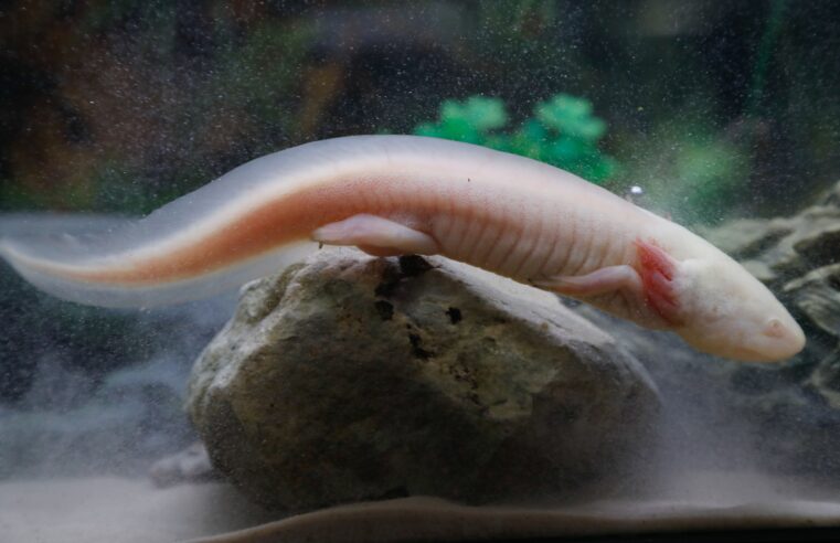 Captive-bred axolotls thrive in Mexican wetlands, researchers find